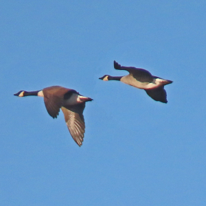 IMG_0702a-Canada-Geese