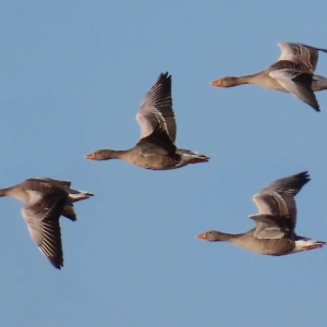 IMG_0706a-Greylag-Geese