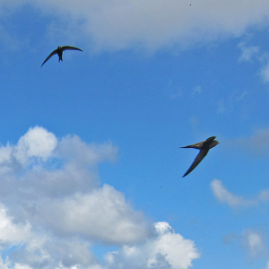 IMG_0714a-Common-Swift