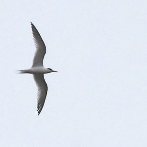 IMG_0752-Sandwich-Tern-MC