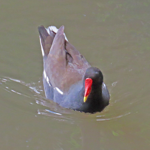 IMG_0782a-Moorhen