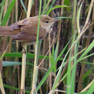IMG_0863a-Reed-Warbler