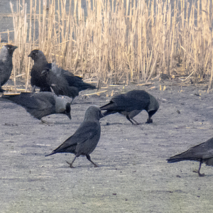 IMG_0986a-Jackdaws