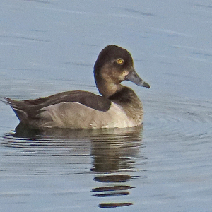 IMG_1112a-Ring-necked-Duck
