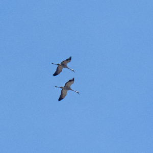 IMG_1174a-Common-Cranes