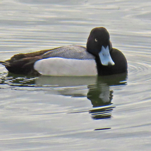 IMG_1188a-Greater Scaup