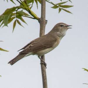 IMG_1235a-Garden-Warbler
