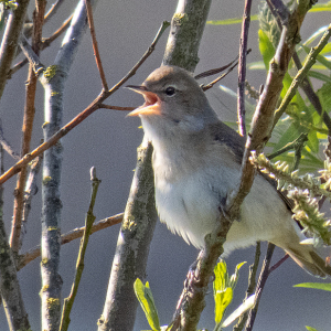 IMG_1260a-Garden-Warbler
