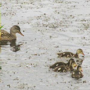 Gadwall