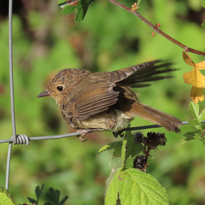 IMG_1283a-Robin