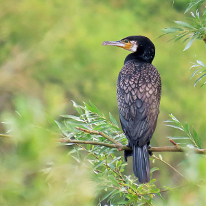 IMG_1295a-Cormorant