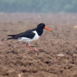 IMG_1361a-Oystercatcher