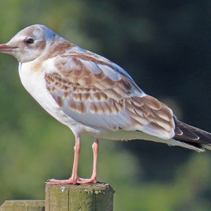 Black-headed-Gull-juvenile