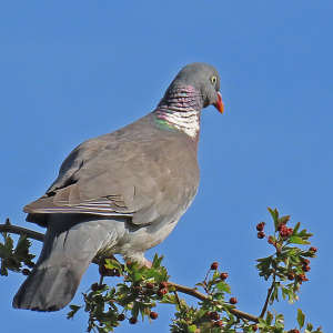 IMG_1392a-Wood-Pidgeon