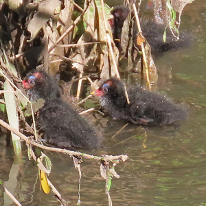 IMG_1439a-Moorhen-chicks
