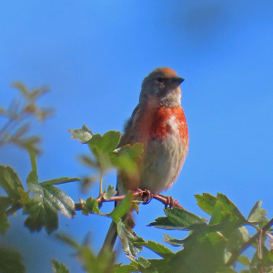 IMG_1441a-Linnet