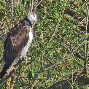 IMG_1555a-Osprey