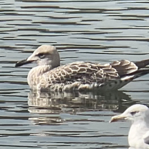 IMG_1562-Caspian-Gull-MC