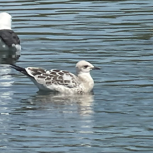 IMG_1589-Juv-Med-Gull-MC