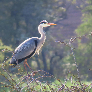 IMG_1611a-Heron