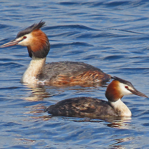 IMG_1648a-Great-Crested-Grebes