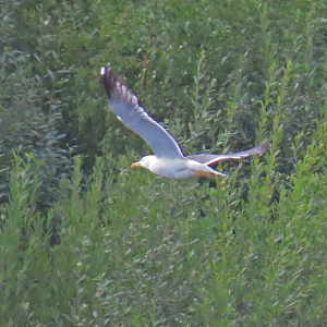 IMG_1949a-Lesser-Black-backed-Gull