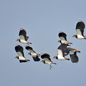 IMG_2104b-Lapwings