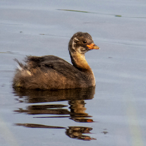 IMG_2138a-Little-Grebe