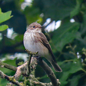 IMG_2182b-Spotted-Flycatcher