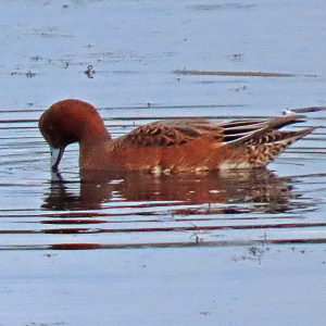 IMG_2288a-Wigeon-Eclipse-male