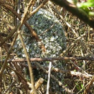IMG_2569a-Long-tailed-Tit-nest