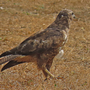 IMG_2607a-Buzzard-hunting-frogs