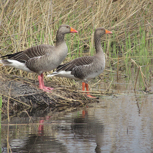 IMG_2672a-Greylag-Geese