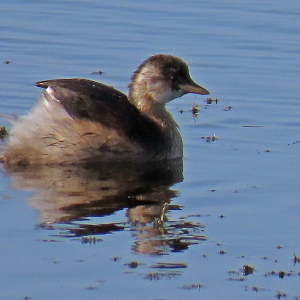 Little Grebe