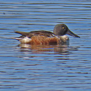 IMG_2960a-Shoveler-drake-eclipse