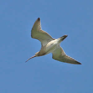 IMG_3213-Curlew
