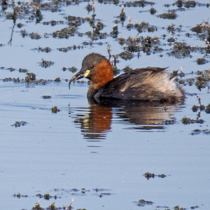 IMG_3222a-Little-Grebe