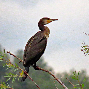 IMG_3258a-Cormorant