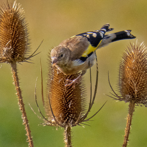 IMG_3302a-Goldfinch