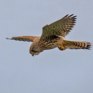 IMG_3441a-Kestrel