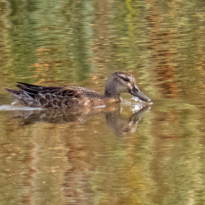 IMG_3497a-Garganey