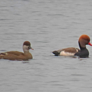 IMG_3505a-Red-crested-Pochard