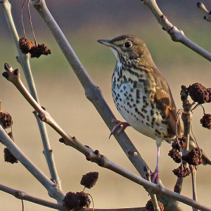 IMG_3575a-Song-Thrush