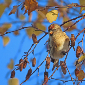 IMG_3580a-Lesser-Redpoll