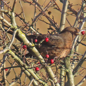 IMG_3581a-Blackbird