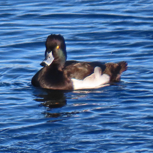 IMG_3586a-Tufted-Duck