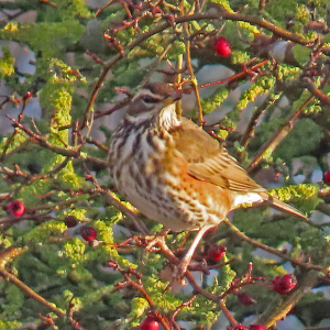 IMG_3606a-Redwing
