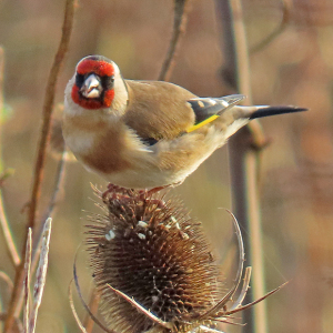 IMG_3624a-Goldfinch
