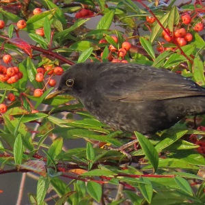 IMG_3632a-Blackbird-1st-winter-male