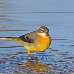 IMG_3646a-Grey-Wagtail